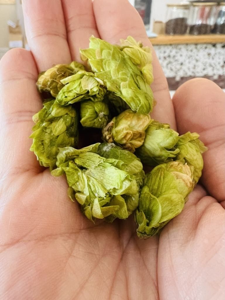 手のひらに載せたホップ